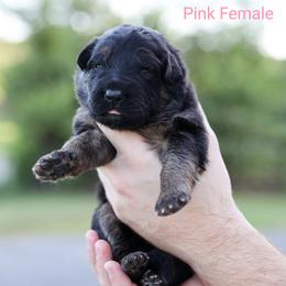 Girl 1 - German Shepherd puppy in Greenbrier, Arkansas from House of Havoc German Shepherds