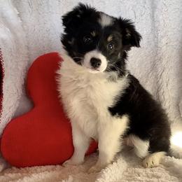 Sassafras - Black Miniature Australian Shepherd puppy in Bethel Springs, Tennessee from GoodnYoung Farms
