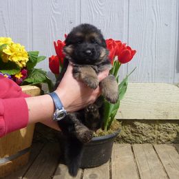 German Shepherd Puppies from Sundance Shepherds