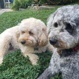 Goldendoodles from South Mountain Goldendoodles