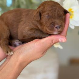 Maybach - Red  female Goldendoodle puppy in Yuciapa, California from AlltheDoodlez_