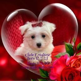Chole - White female Maltese puppy in Silverhill, Alabama from Malteseuluv’s Tiny Treasurers