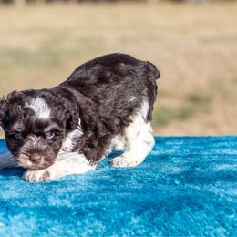 Mr Meatloaf (Liver Roan Parti) - Parti male Miniature Schnauzer puppy in Ferris, Texas from Vigilante Mini Aussies and Schnauzers