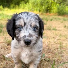 Mojito - Blue merle male Aussiedoodle puppy in Mulino, Oregon from Korbella Farm