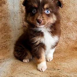 Violin - Red tri male Miniature Australian Shepherd puppy in Sw, Wisconsin from Driftless Australian Shepherds