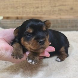 Bella - Black and gold female Yorkshire Terrier puppy in Mountain Grove, Missouri from Precious Puppies