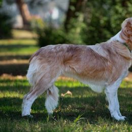 Izogie - Border Collie
