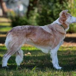 Izogie - Border Collie