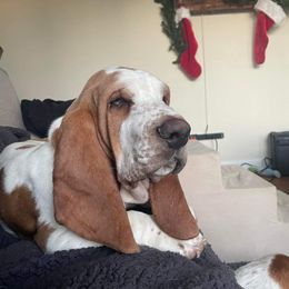 Hank - Basset Hound