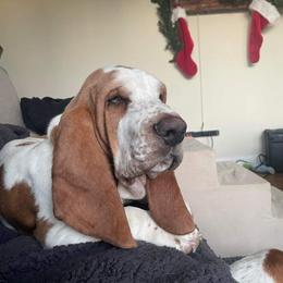 Hank - Basset Hound