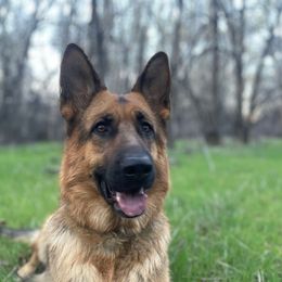 Ruby - German Shepherd