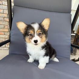 Kodiak - Black and tan male American Corgi puppy in Decatur, Texas from Bar S Corgis