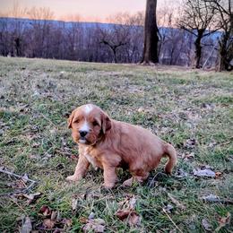 Goldendoodle Puppies from Southern Star Goldendoodles