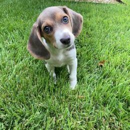 Beagle Puppies from Lovan's Spring Creek Kennel