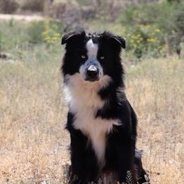 Stetson - Miniature Australian Shepherd