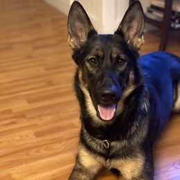 German Shepherd All Grown Up from Brisingamen Shepherds