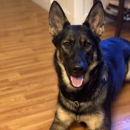 German Shepherd All Grown Up from Brisingamen Shepherds