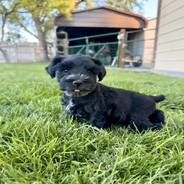 Valor - Black male Miniature Schnauzer puppy in Grantsville, Utah from Stellar Schnauzers