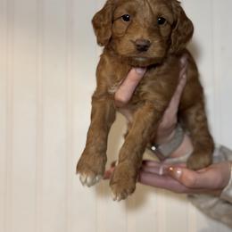 Goldendoodle Puppies from Hollywood Doodles