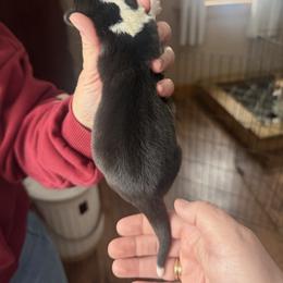 Girl 3 - Black and white female Cardigan Welsh Corgi puppy in Buskirk, New York from Hana-K’s Cardigan Welsh Corgis