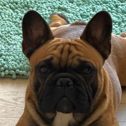 Santo - French Bulldog