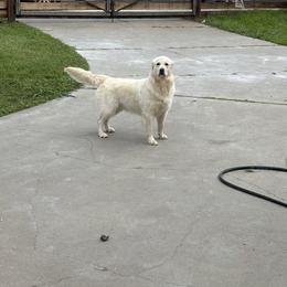 Golden Retriever All Grown Up from Roberts Golden Retrievers