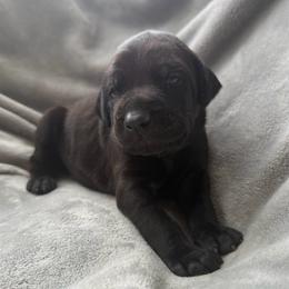 Sinatra - Black and rust male Doberman Pinscher puppy in Brookfield, Wisconsin from Haus of Hound