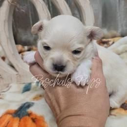 Biscuit - Cream male Chihuahua puppy in Bowdon, Georgia from Paschal's Pups