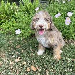 Reese - Chocolate merle female Bernedoodle puppy in Temecula, California from Country Hills Doodles