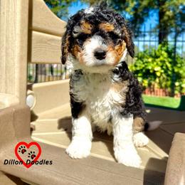 Wolverine - Tri-color male Bernedoodle puppy in Vacaville, California from Dillon Doodles