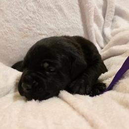Purple Collar - Black female Cane Corso puppy in Pylesville, Maryland from Safe Haven Cane Corso