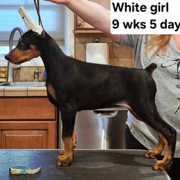 Girl 7 - Black and rust Doberman Pinscher puppy in Jefferson Township, New Jersey from Tristel Dobermans