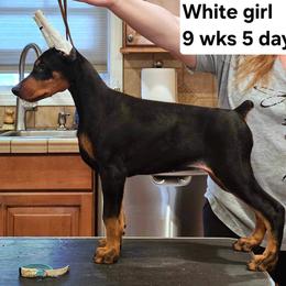 Girl 7 - Black and rust Doberman Pinscher puppy in Jefferson Township, New Jersey from Tristel Dobermans