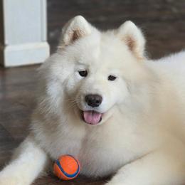 Samoyed puppies from Snowshoe Samoyeds