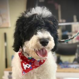 Jersey - Parti male Goldendoodle puppy in Cleveland, Georgia from The O.G. Doodles