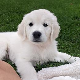 Bunny - Light golden female Golden Retriever puppy in Webberville, Michigan from All by grace goldens