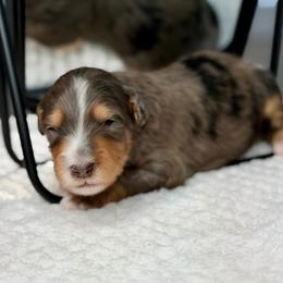 Lightning McQueen - male Australian Mountain Doodle puppy in Decatur, Illinois from Signature Doodles