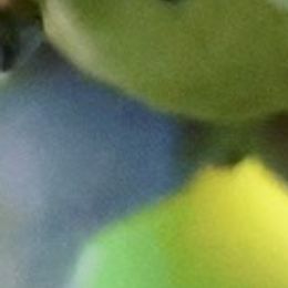 Bullmastiffs from Bullmastiffs