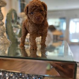 Poodle Puppies from Pups By Glam