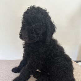 Poodle Puppies from Paddock's Purebred Poodles
