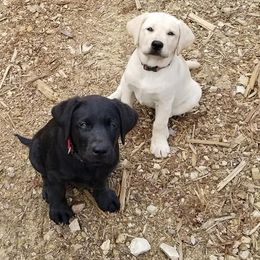 Labrador Retrievers from Hayden Creek Labs
