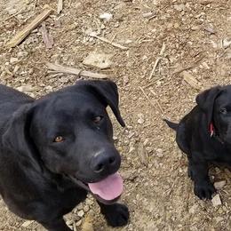 Labrador Retrievers from Hayden Creek Labs