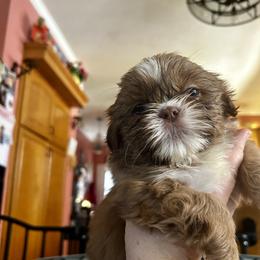 Lucky - Red and white male Shih Tzu puppy in Statesboro, Georgia from Magnolia Small Breeds