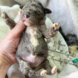 Nova - Merle female Labradoodle puppy in Grove, Oklahoma from Guinn Family Farms