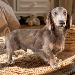 Dachshund puppies from Emily’s Doxie Domain