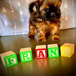 Frank - Brindle female Shih Tzu puppy in Buena Park, California from LowCol Ranch