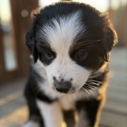 Girl 1 - Black tri-color female Australian Shepherd puppy in Fontana, California from J.O Family Aussies