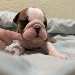 Pearl - Red and white female Bulldog puppy in Wolf Creek, Oregon from Dejah Bleu Bulldogs