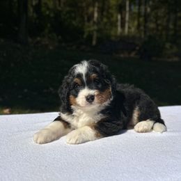 Thor - Tri-color male Bernedoodle puppy in Sugarcreek, Ohio from Cuddly Companion Doodles