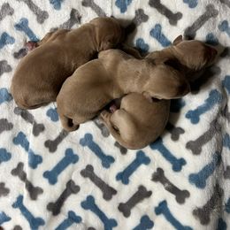 Boy 2 - Yellow male Labrador Retriever puppy in Jacksboro, Texas from J and D Retrievers